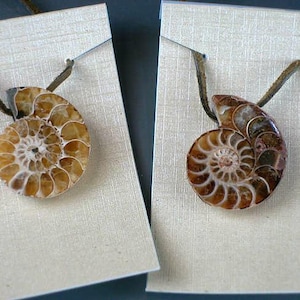 Fossil AMMONITE Madagascar Cleoniceras Cleon Half Cut Drilled Pendant with Leather | about 100 MYO | 1pc