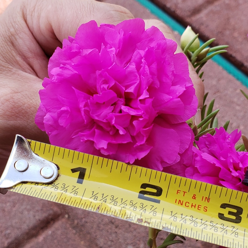 Huge Rose Garden Etsy