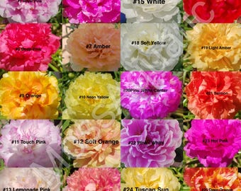 Mix (20 colors), 20 unrooted Cutting,Moss Rose ( Portulaca Grandiflora )