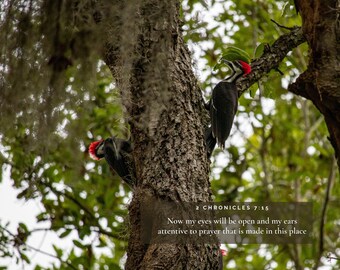 Dzięcioły Wydruk Pisma Świętego | Pobieranie fotografii cyfrowej | Wyspa Cumberland | Sztuka ścienna