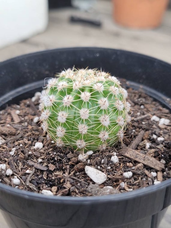 planter cactus Ceramic Planter, Cactus Flower Pot, Handmade Mexican Pottery from Sant –  LUV2BRD main image 0