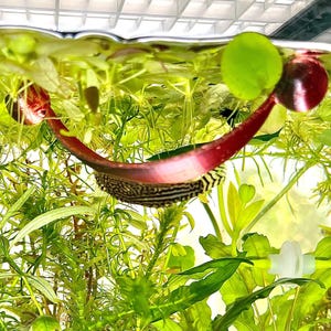 Floating Betta Hammock - Simply Iridescent