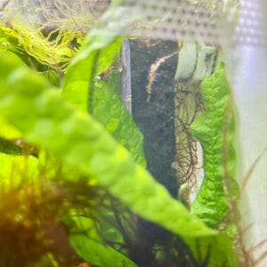 Slow Flow Nozzles for Fluval Flex, Spec, Evo models & JBJ Red Sea Ultum Nature Systems, standard LocLine sizes