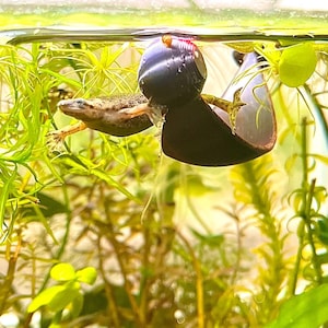 Floating Betta Hammock - Simply Iridescent