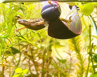 Floating Betta Hammock - Simply Iridescent
