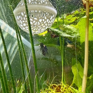 Floating Betta Rest - Feeding Portal