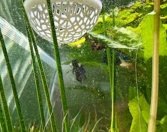 Riposo galleggiante per Betta - Portale di alimentazione