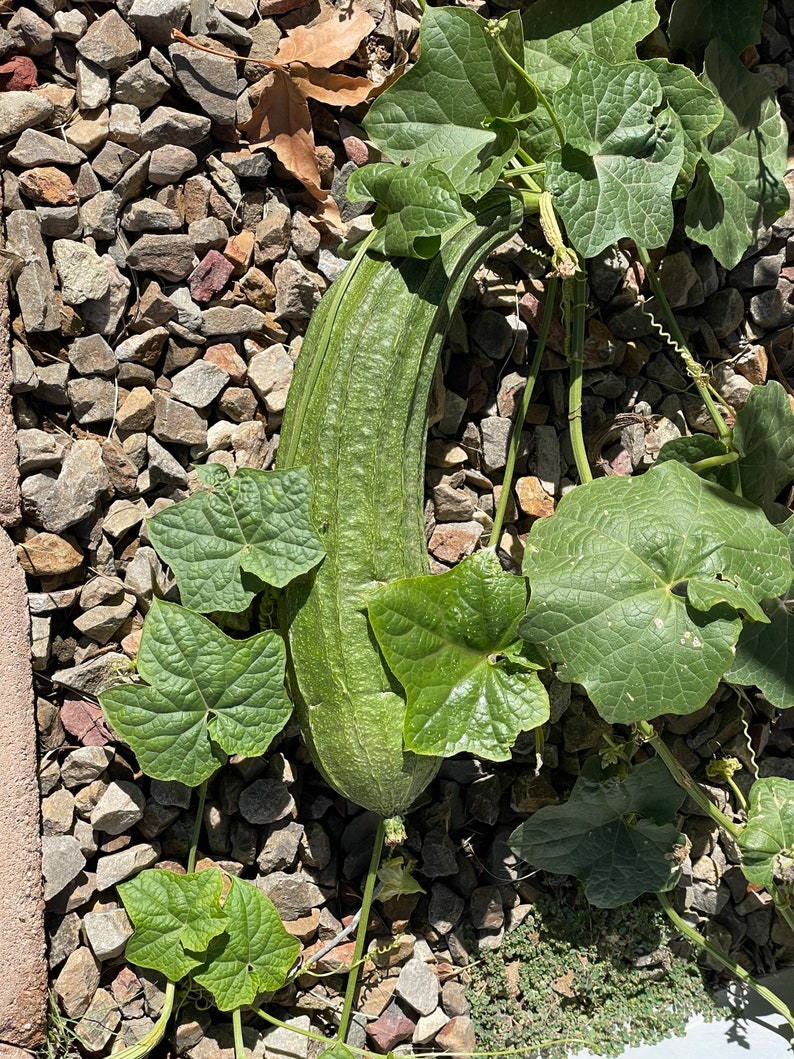 Loofa/lufa Gourd Seeds - Etsy