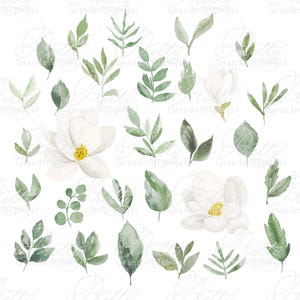 Watercolor Magnolia flowers, magnolia clipart, watercolor magnolia clipart, clipart, commercial use, magnolia flowers clipart