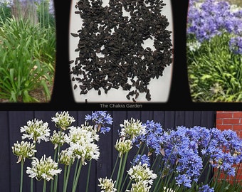 Agapanthus praecox ssp orientalis 'Mixed'-FLOWERS-seeds