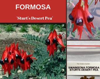 Swainsona Formosa 'Sturt's Desert Pea'-FLOWERS-10 seeds