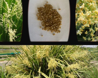 Lomandra Hystrix-'Creek Mat Rush'-seeds