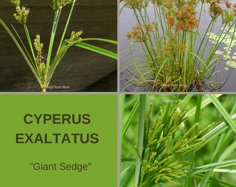 Cyperus Exaltatus-'Giant Sedge'-AQUATICS-1000+ seeds