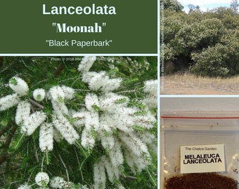 Melaleuca Lanceolata- 'Moonah'-'Black Paperbark'-TREE-seeds