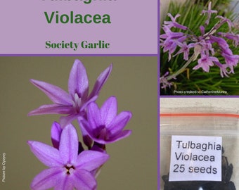 Tulbaghia violacea 'Society Garlic' 25 seeds