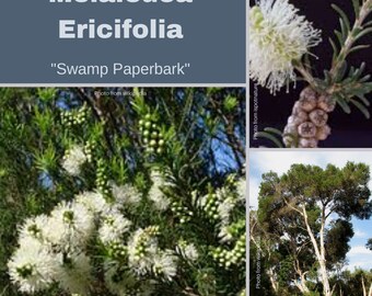 Melaleuca Ericifolia-'Swamp Paperbark'-seeds