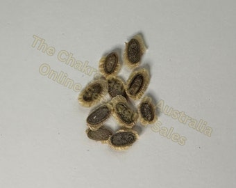Grevillea 'Banksii Alba' 10 seeds