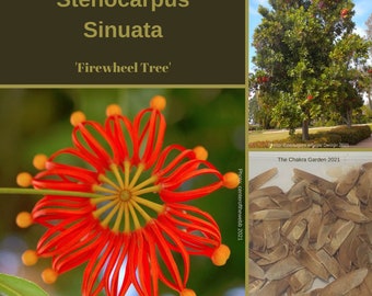 Stenocarpus Sinuatus 'Firewheel Tree'-TREE seeds