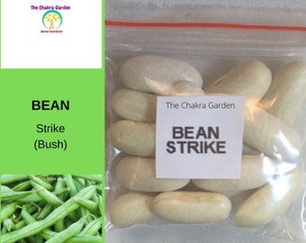 Bean 'Strike' (Bush)-Edibles-VEGETABLES-Heart Chakra-seeds