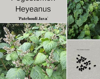 Pogostemon Heyeanus 'Patchouli' -Therapeutic and Herbal-25 seeds
