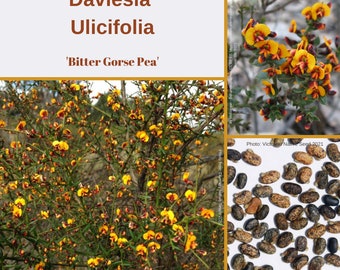 Daviesia Ulicifolia 'Gorse Bitter Pea'-OTHER-seeds