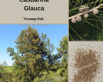 Casuarina Glauca 'Swamp Oak'-TREE-seeds