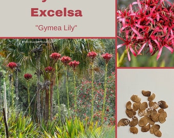 Doryanthes Excelsa 'Gymea lily'-FLOWER-25 seeds