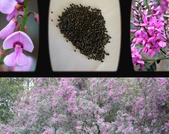 Indigofera Australis 'Australian Indigo' 'duwabili'-TREE seeds