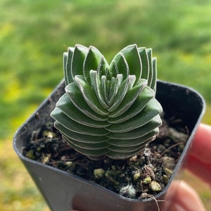 Crassula pyramidalis 'buddha' Temple in a 2 inch pot