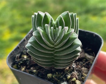 Crassula pyramidalis 'buddha' Temple in a 2 inch pot