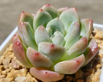 Echeveria 'alba beauty'