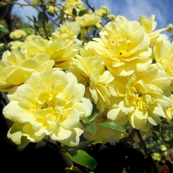 Lady Banks Yellow Climbing Rose Plant Potted Real Touch Etsy