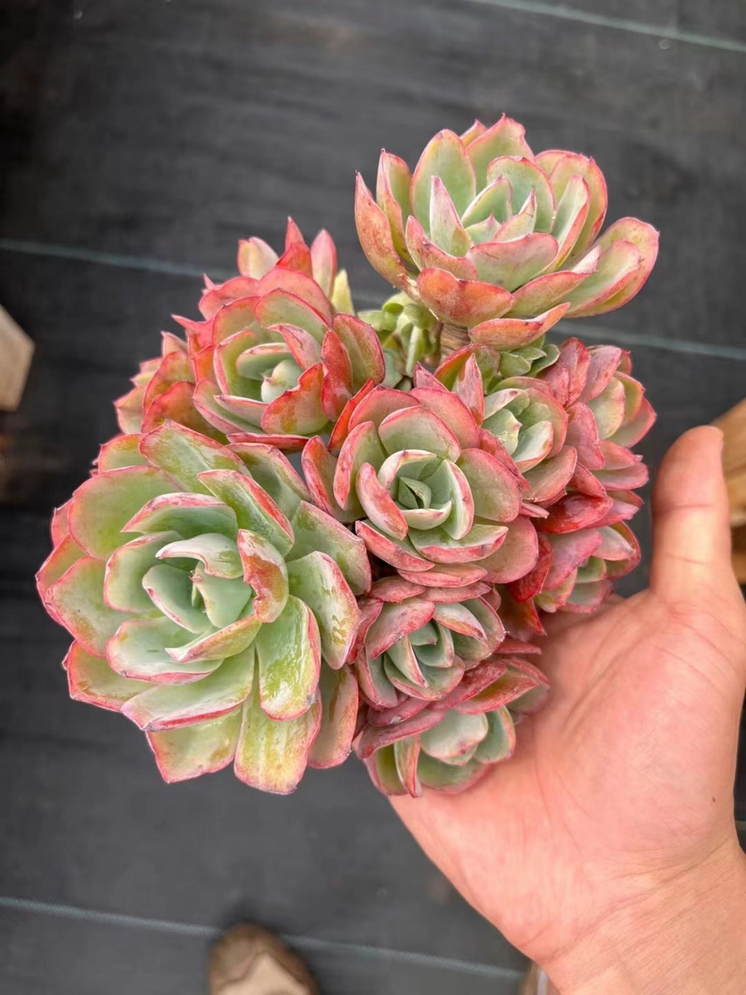 Echeveria White Rose Holiday Gift Indoor/outdoor Creations. Etsy