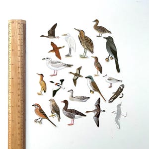 Mistura de 20 aves menores (cortes finos)