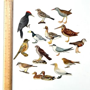 Mix de 14 aves (cortes elaborados)
