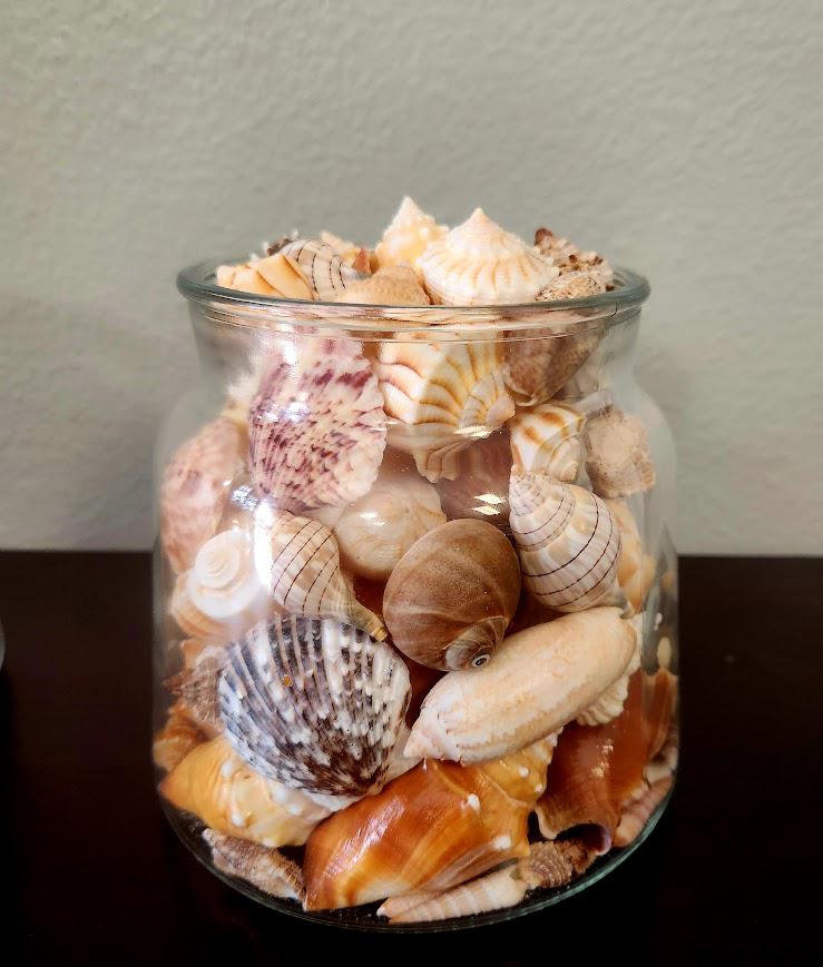 Organized Beach Shell Jar - Etsy