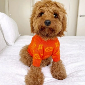Orange Dog Sweater 