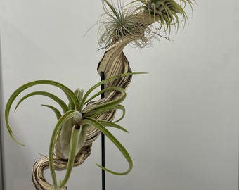 Large ceramic stand for air plants (tillandsia), hand-crafted in my Munich pottery studio, unique, base made of black, rust-free metal