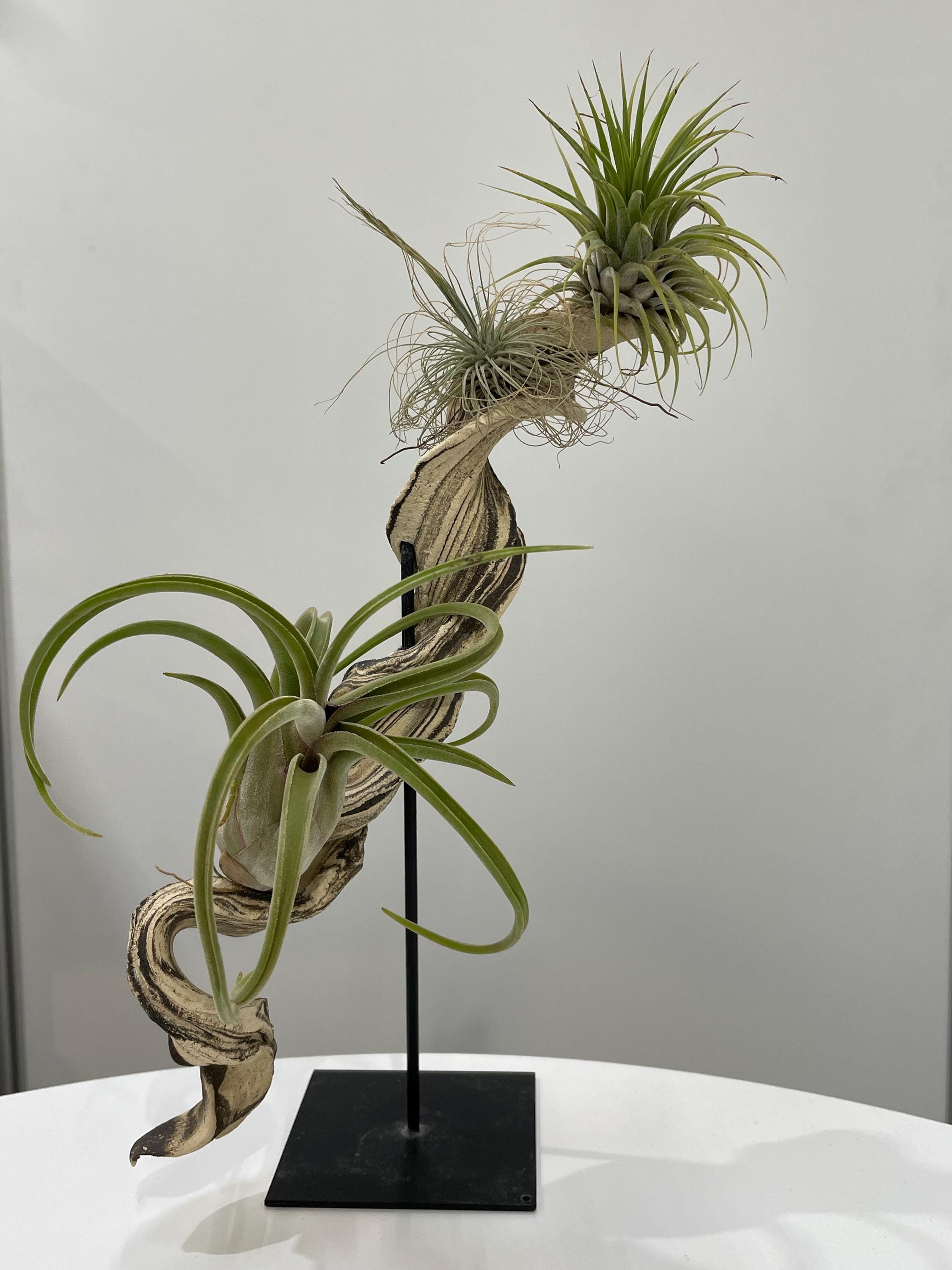 KVSERT 18 pezzi Pianta Stand Aerei Contenitore Tillandsia Supporto In Acciaio Pianta Espositore Racks Ananas