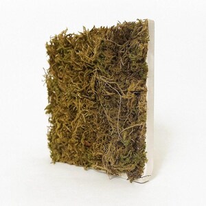 K&ouml;nnte beinhalten: Ein quadratisches Wandkunstwerk, das mit Moos bedeckt ist. Das Moos ist eine Mischung aus Gr&uuml;n und Braun mit einer strukturierten Optik. Die Kanten des St&uuml;cks sind hellgrau und bilden einen sauberen Rahmen. Das Kunstwerk wird vor einem wei&szlig;en Hintergrund pr&auml;sentiert.