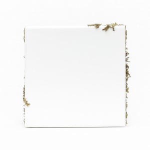 K&ouml;nnte beinhalten: Eine quadratische, wei&szlig;e Keramikfliese mit einem Rand aus nat&uuml;rlichem Moos. Das Moos ist eine Mischung aus Gr&uuml;n und Braun und verleiht der sauberen, wei&szlig;en Oberfl&auml;che einen nat&uuml;rlichen Touch. Die Fliese ist vor einem schlichten wei&szlig;en Hintergrund platziert.