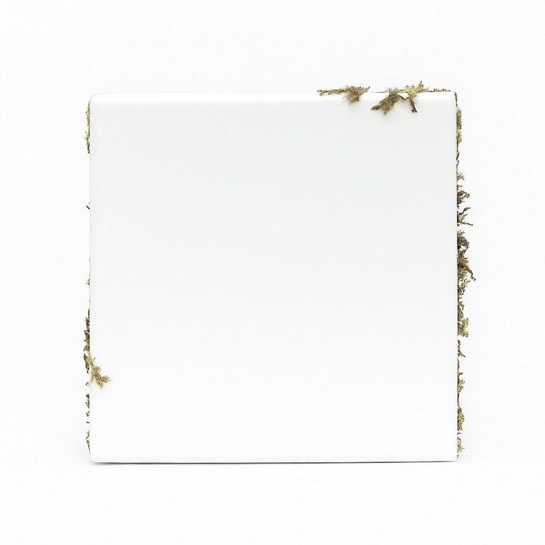 K&ouml;nnte beinhalten: Eine quadratische, wei&szlig;e Keramikfliese mit einem Rand aus nat&uuml;rlichem Moos. Das Moos ist eine Mischung aus Gr&uuml;n und Braun und verleiht der sauberen, wei&szlig;en Oberfl&auml;che einen nat&uuml;rlichen Touch. Die Fliese ist vor einem schlichten wei&szlig;en Hintergrund platziert.