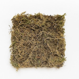 May include: A square of preserved moss, featuring a mix of green and brown tones. The moss has a dense, textured appearance with fine strands and small pieces, ideal for craft projects or decorative purposes.