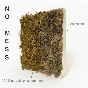 Moos Aufnäher | 10x10cm Bild 2