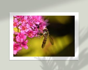 Marmalade Fly Digital download, instant download, wall art, wall decor, macro photography, flowers, nature photography,