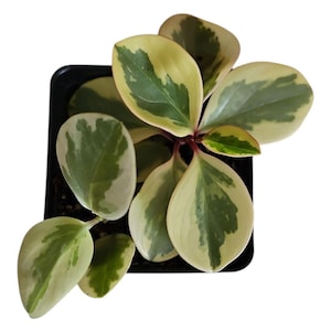 Planta de caucho abigarrada / Maceta de 4'' / Peperomia obtusifolia variegata / Planta de interior fácil de cultivar