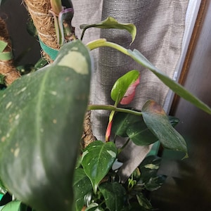 Tri-Colored White Princess Philodendron Starter House Plant Pick Your Plant