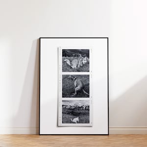 Quirky Dog Pooping Bathroom Print | Polaroid Photo Collage Wall Art | Customizable Canva Template Digital Download