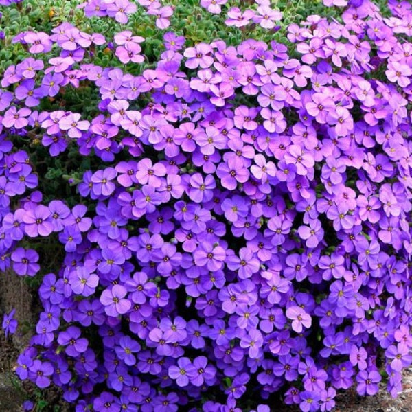 Semillas Flor Aubrieta Púrpura Perenne Flor. Semillas naturales de reliquia