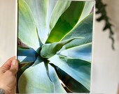 Botanical Art Print, Agave Attenuata No.2 Print in 8x10" Black Frame, Art Print, House Plant Print, Plant Photography, Plant Art, Photograph